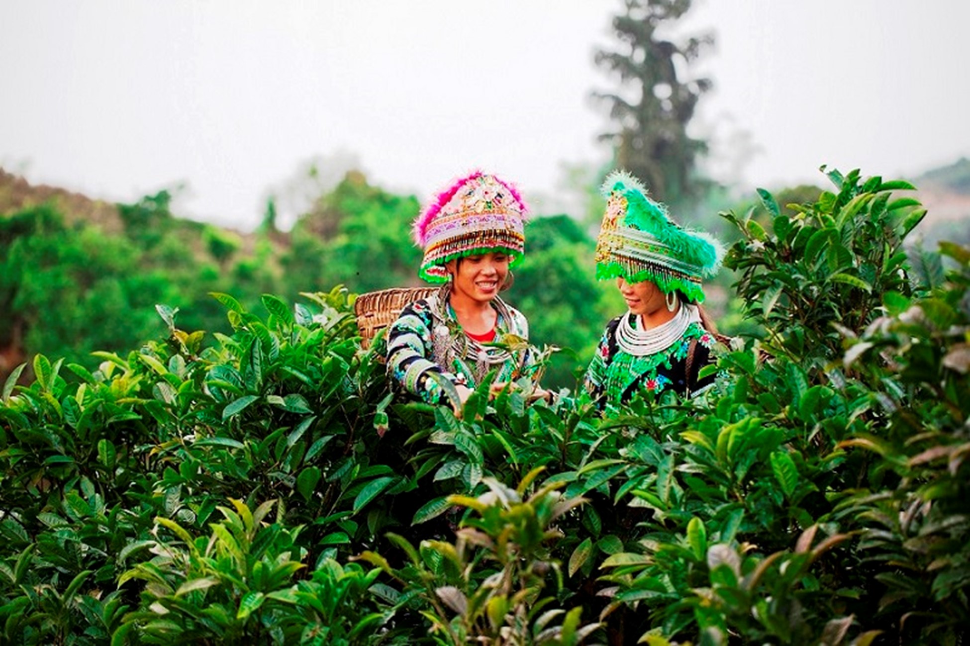 Chè Shan Tuyết Suối Giàng: Từ đỉnh non thiêng vươn ra biển lớn